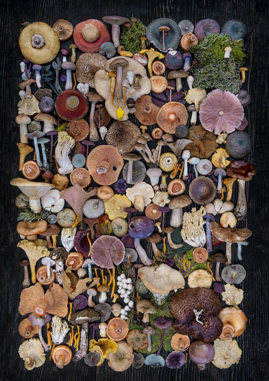 Celebrating Nature's Masterpiece: Stunning Mushroom Flatlays Curated Straight From The Woods By Moritz Schmid