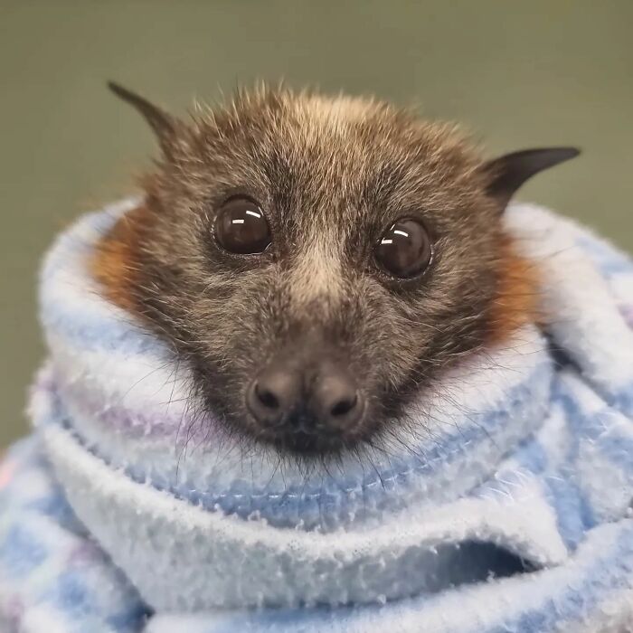 This Wildlife Vet Nurse Rescues And Rehabilitates Orphaned Baby Bats