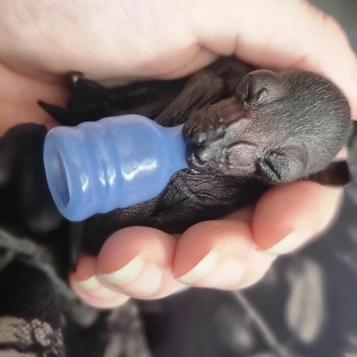 This Wildlife Vet Nurse Rescues And Rehabilitates Orphaned Baby Bats