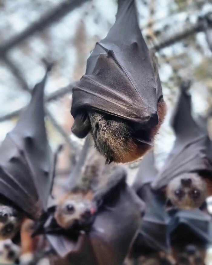 This Wildlife Vet Nurse Rescues And Rehabilitates Orphaned Baby Bats