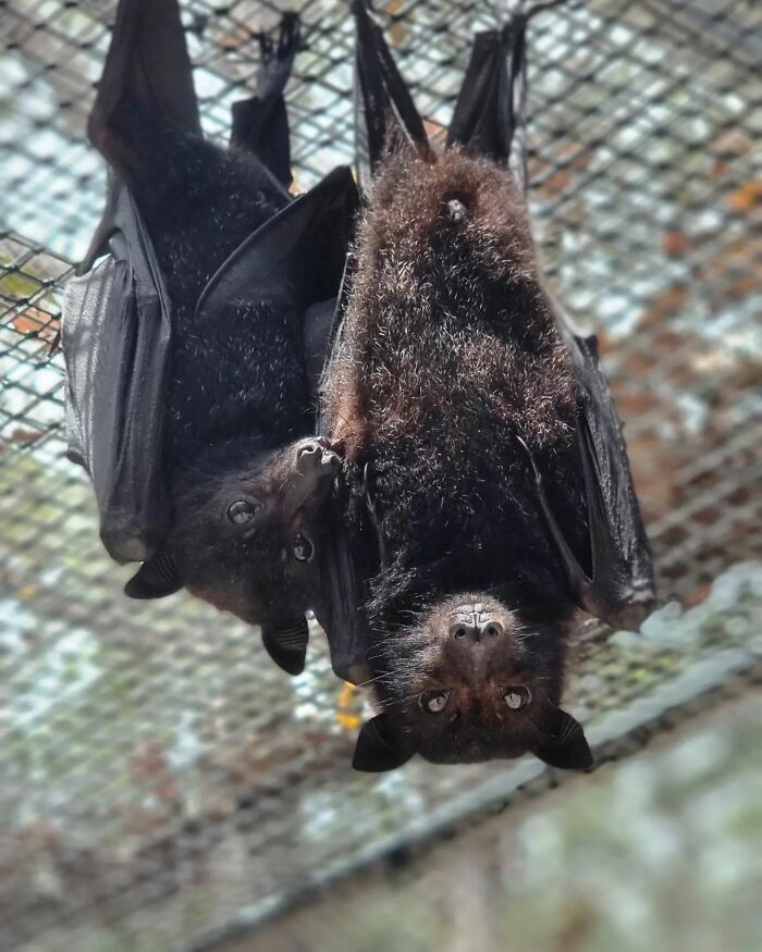 This Wildlife Vet Nurse Rescues And Rehabilitates Orphaned Baby Bats