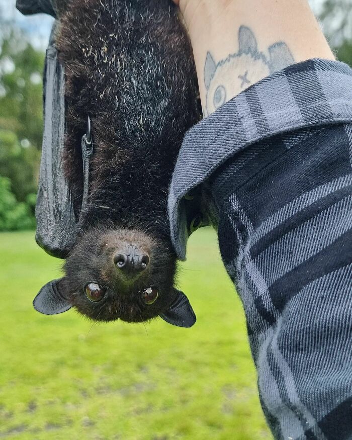 This Wildlife Vet Nurse Rescues And Rehabilitates Orphaned Baby Bats