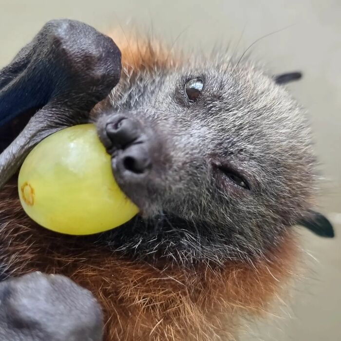 This Wildlife Vet Nurse Rescues And Rehabilitates Orphaned Baby Bats