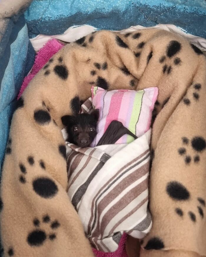 This Wildlife Vet Nurse Rescues And Rehabilitates Orphaned Baby Bats