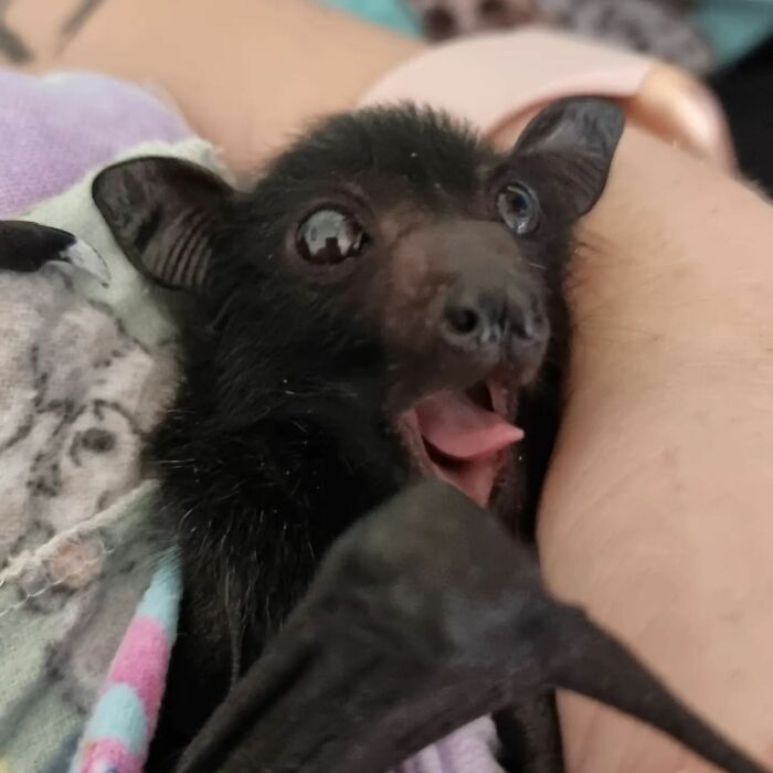 This Wildlife Vet Nurse Rescues And Rehabilitates Orphaned Baby Bats