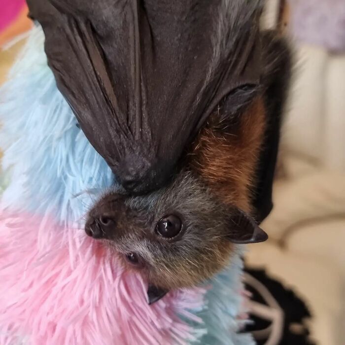 This Wildlife Vet Nurse Rescues And Rehabilitates Orphaned Baby Bats