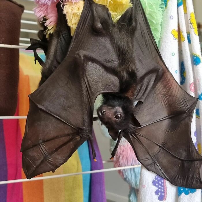 This Wildlife Vet Nurse Rescues And Rehabilitates Orphaned Baby Bats