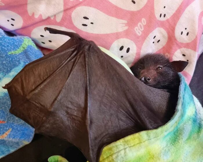 This Wildlife Vet Nurse Rescues And Rehabilitates Orphaned Baby Bats