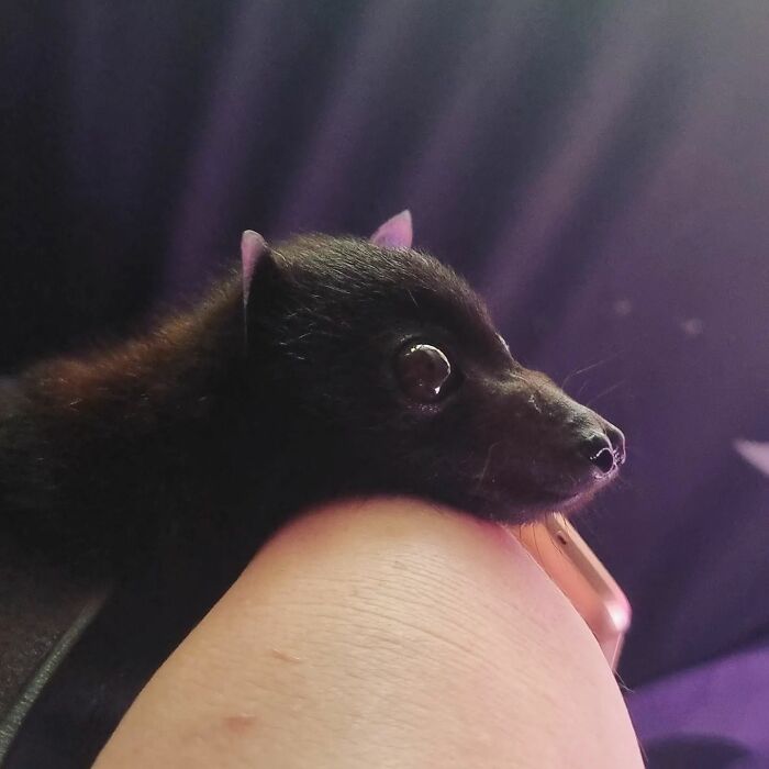 This Wildlife Vet Nurse Rescues And Rehabilitates Orphaned Baby Bats