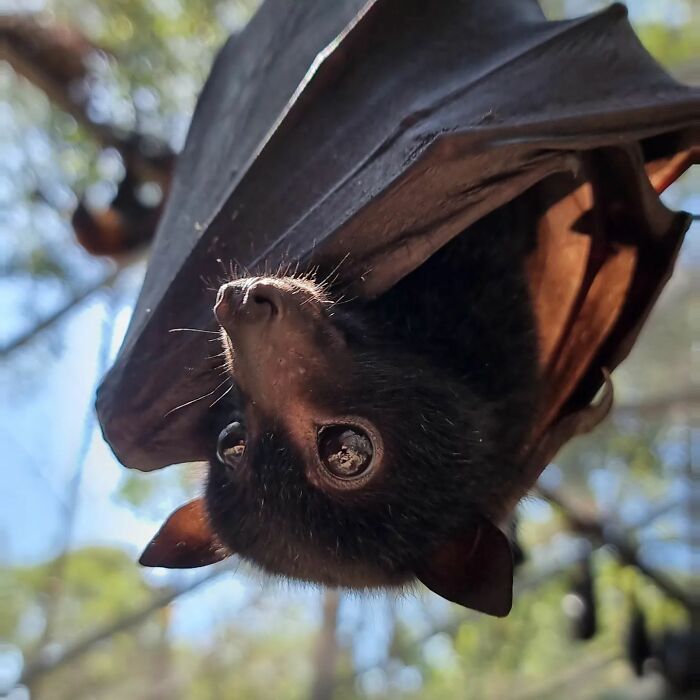 This Wildlife Vet Nurse Rescues And Rehabilitates Orphaned Baby Bats