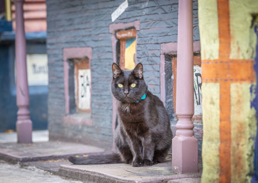 I Started Traveling Around Australia In A Campervan With My Cat Willow, And My Whole Life Changed I Started Traveling Around Australia In A Campervan With My Cat Willow, And My Whole Life Changed