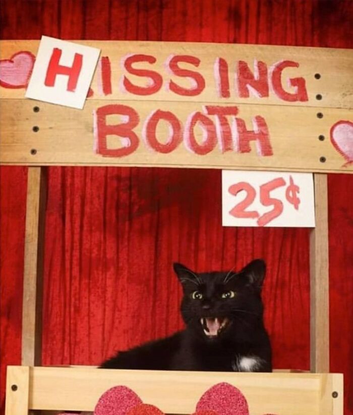 Black cat in a "Hissing Booth" with a sign displaying 25 cents, humorously sharing memes for comic relief.