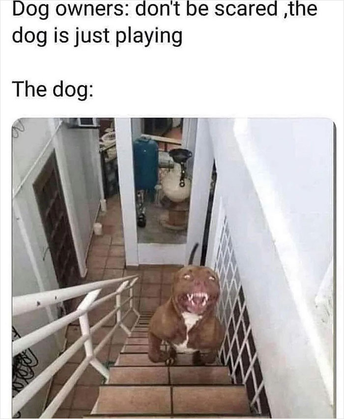 Hilarious meme of a dog playfully baring teeth on stairs, shared by popular Instagram account.
