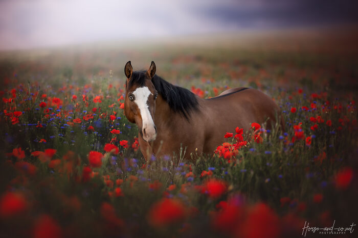 My Unforgettable Equine Photoshoot In A Field Of Poppies