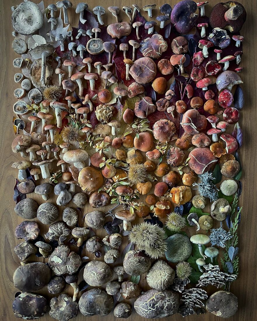 Celebrating Nature's Masterpiece: Stunning Mushroom Flatlays Curated Straight From The Woods By Moritz Schmid