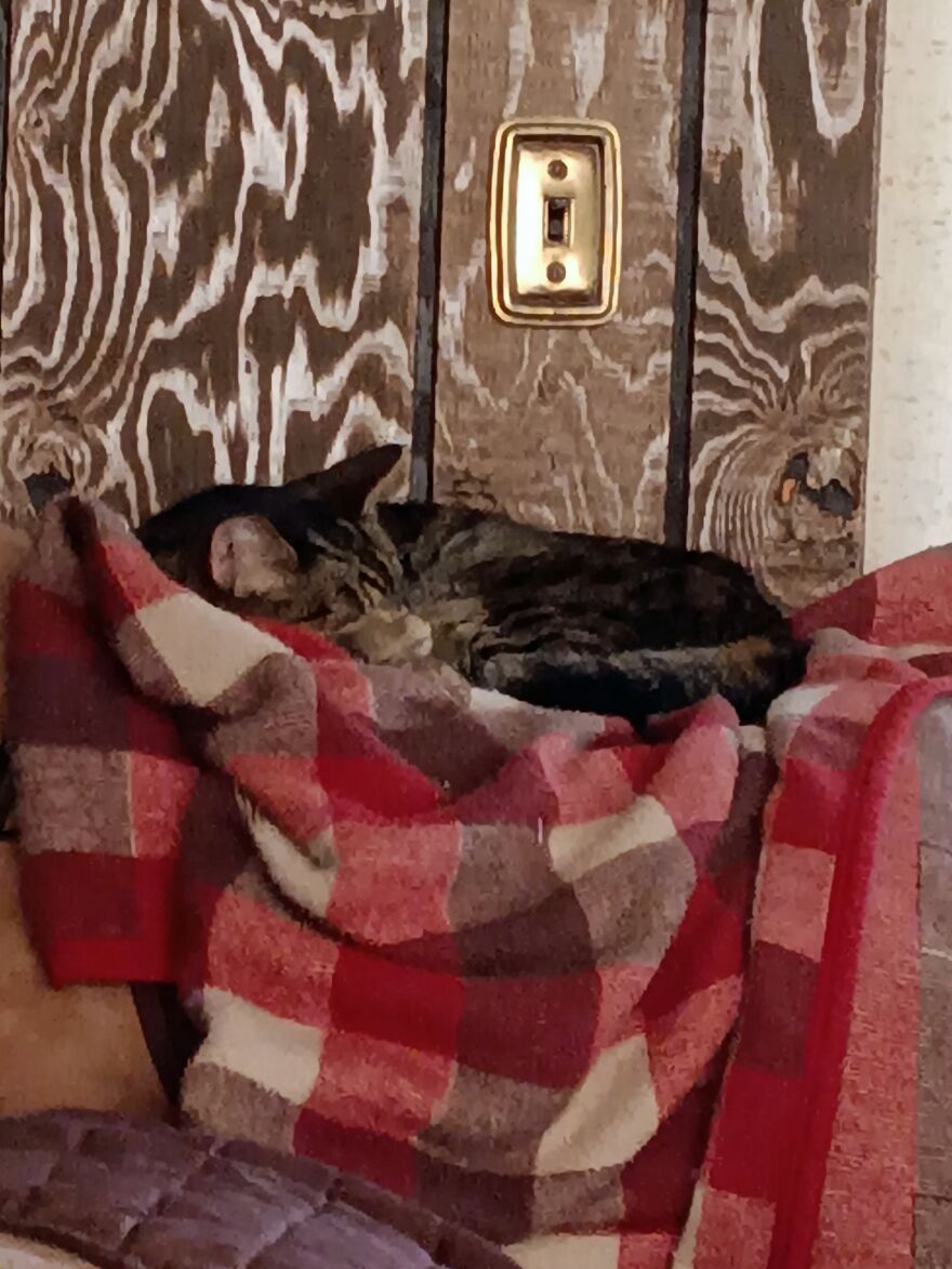 My Fur Babies
