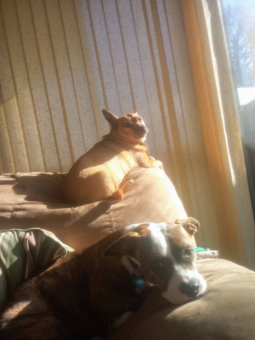 My Fur Babies
