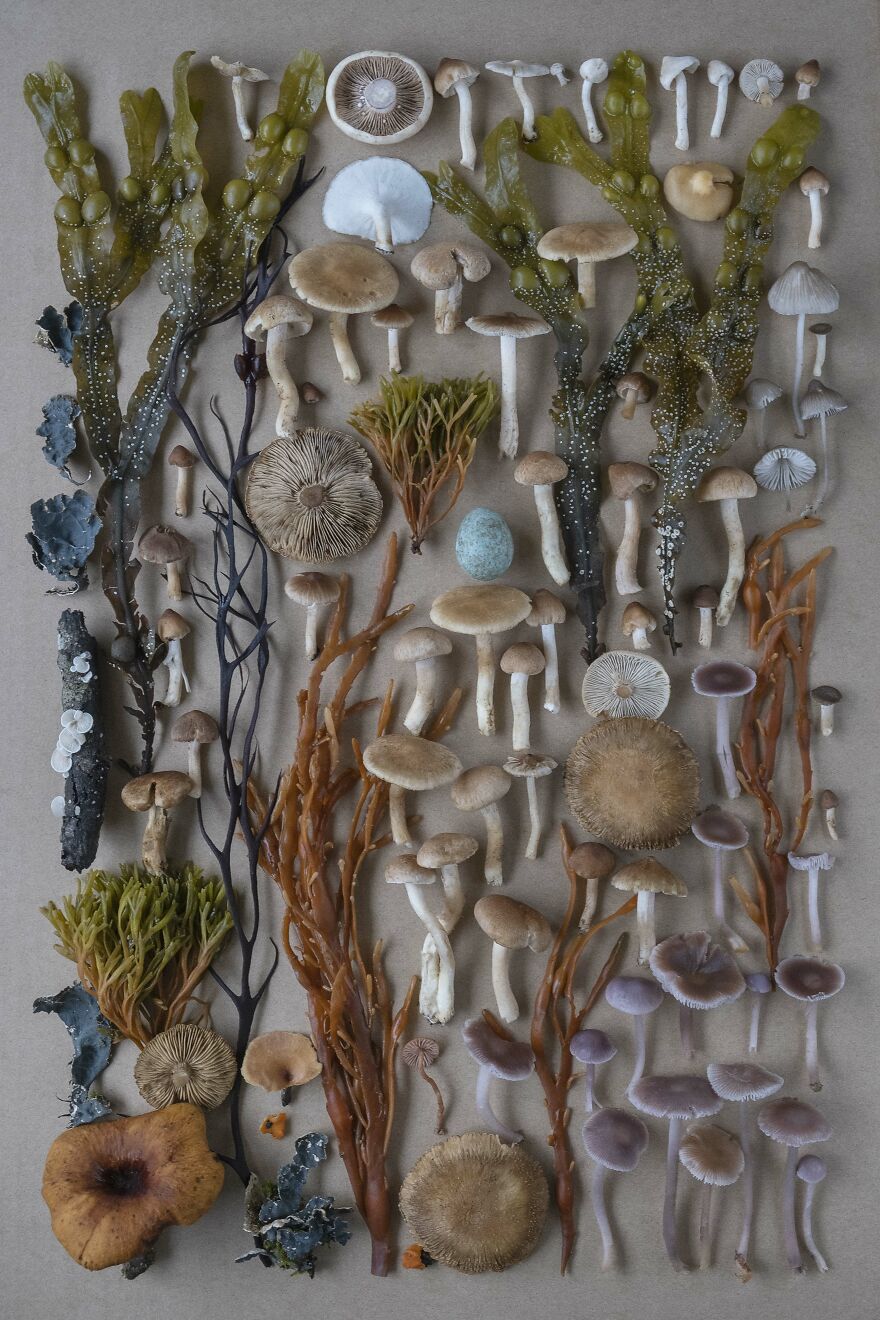Celebrating Nature's Masterpiece: Stunning Mushroom Flatlays Curated Straight From The Woods By Moritz Schmid