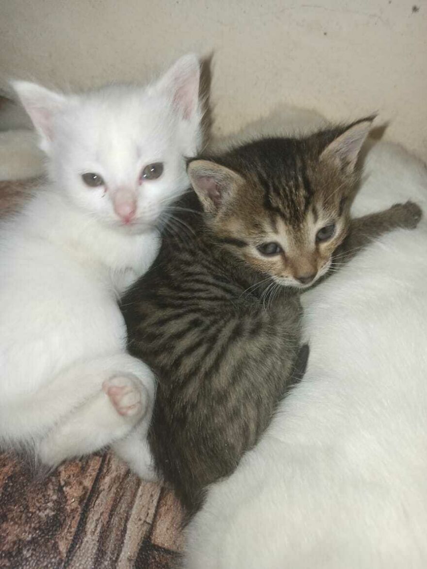 Whiskers Of Wonder: Oreo's Devotion To Her Precious Kittens