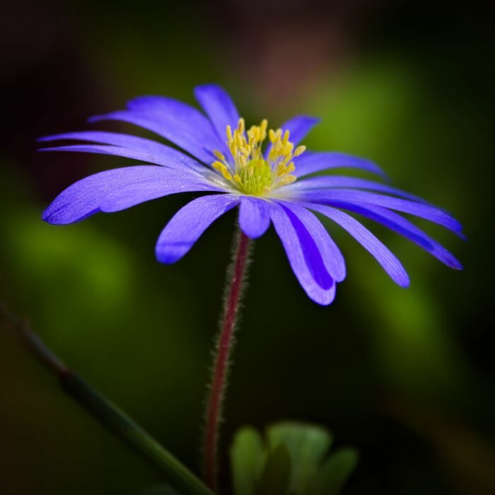 Here Are 10 Tips For Enchanting Flower Photography That I've Found Here Are 10 Tips For Enchanting Flower Photography That I've Found