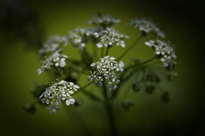 Here Are 10 Tips For Enchanting Flower Photography That I've Found Here Are 10 Tips For Enchanting Flower Photography That I've Found