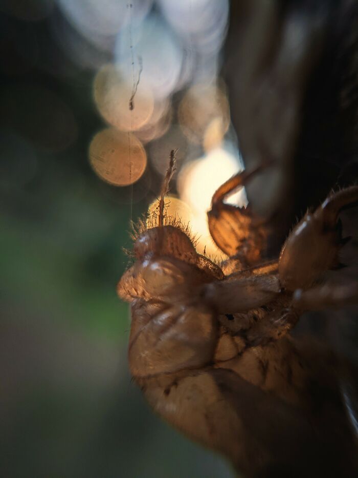 Cicada Shell