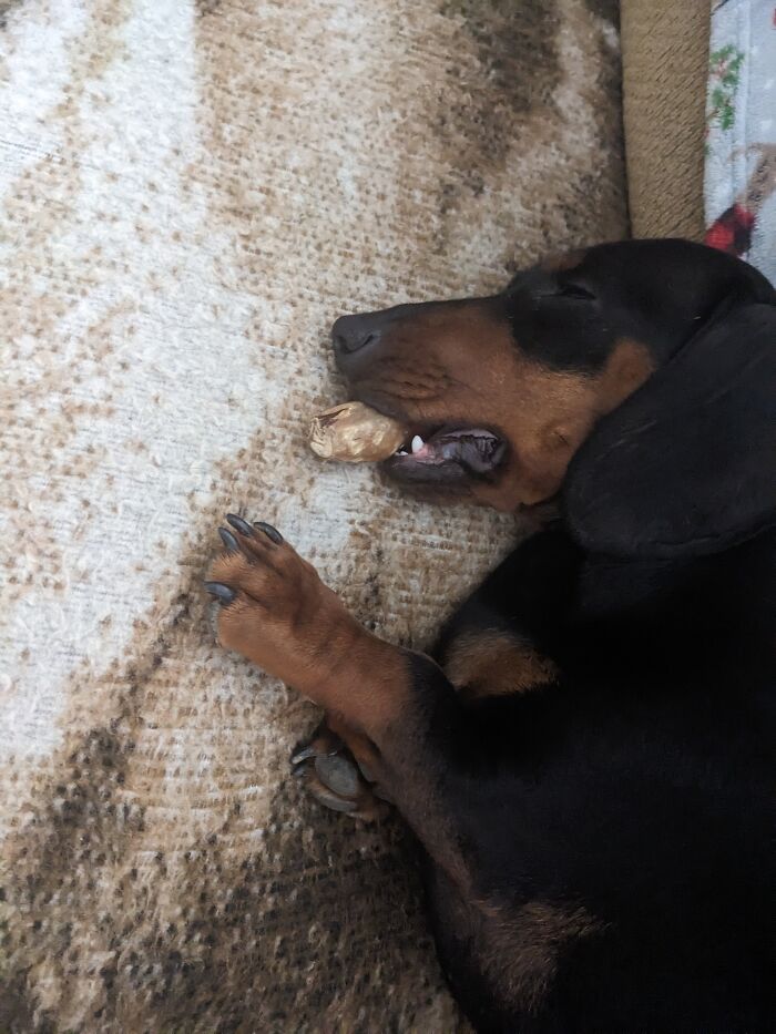 This Is Penny. She Fell Asleep With Her Bone In Her Mouth. She's Not About To Let Her Brother Get It