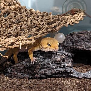 henry-w-borgen avatar