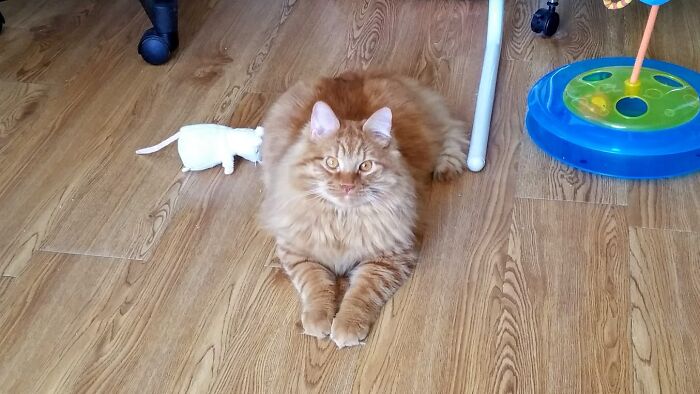 Renni Looking Regal. Adorable Until He Uses Your Belly As A Trampoline While In The Zoomies At 3am. Then Just A Jerk