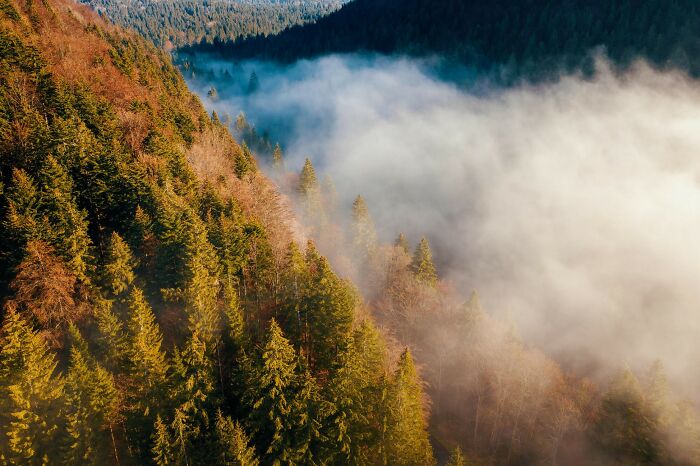 Misty Morning From Above