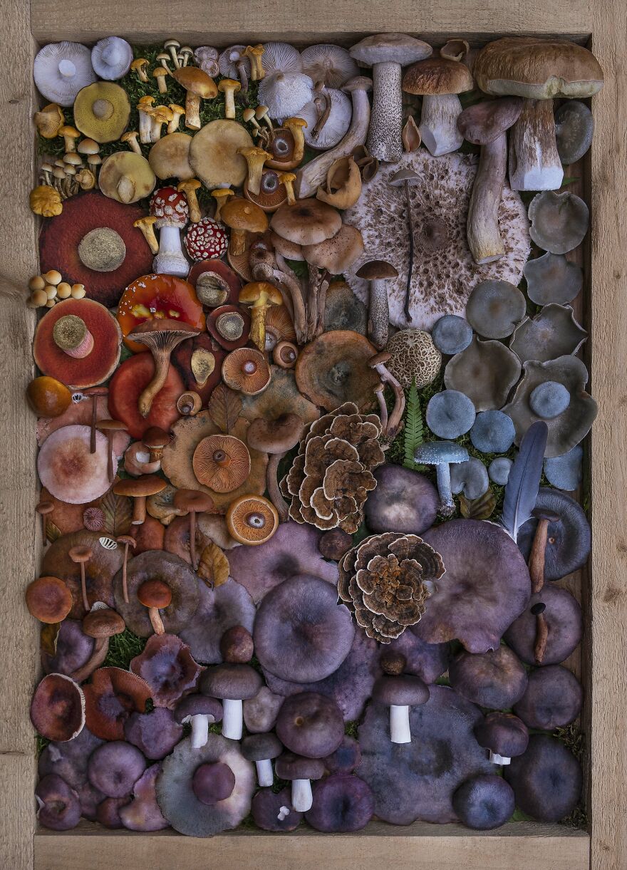 Celebrating Nature's Masterpiece: Stunning Mushroom Flatlays Curated Straight From The Woods By Moritz Schmid