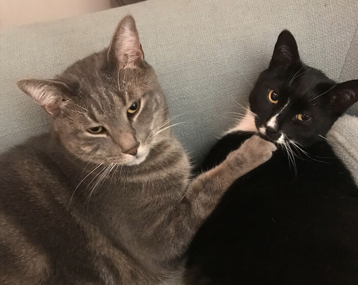 Thomas And Tallulah ...my Hams