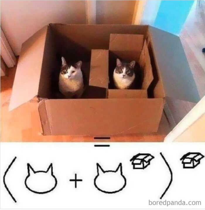 I Cant Download It For Some Reason But It's An Ad For Discounted Cat Plushies