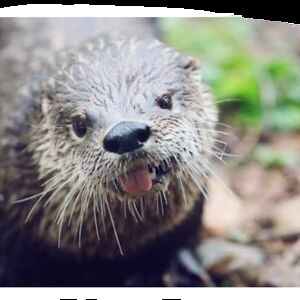 ambrypetersen avatar