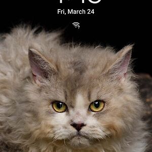 Mint the tiger 🩷 she her