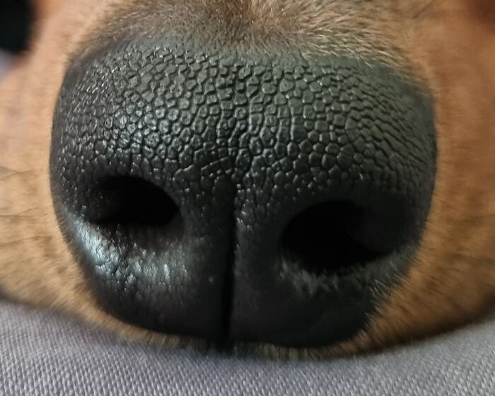 My Pup's Booper