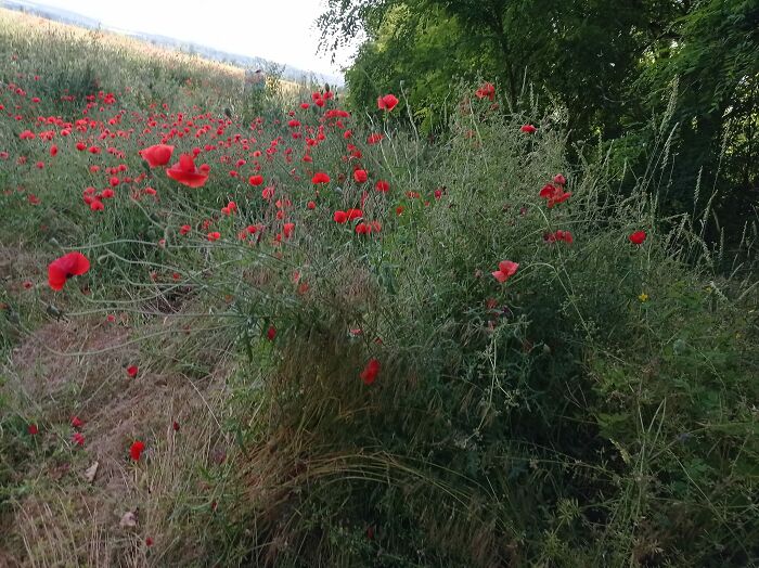 We Painted Poppies In The Field (25 Pics) We Painted Poppies In The Field (25 Pics)