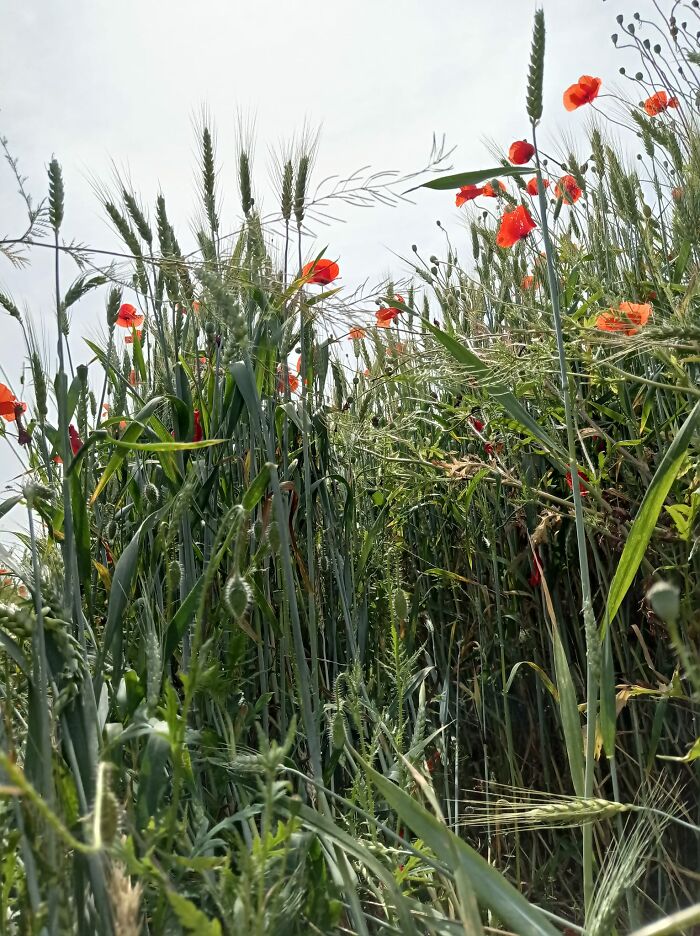 We Painted Poppies In The Field (25 Pics) We Painted Poppies In The Field (25 Pics)