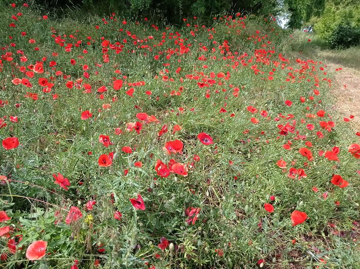 We Painted Poppies In The Field (25 Pics) We Painted Poppies In The Field (25 Pics)