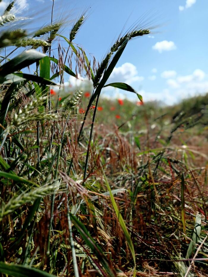 We Painted Poppies In The Field (25 Pics) We Painted Poppies In The Field (25 Pics)