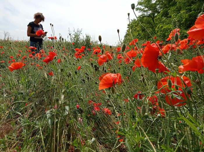 We Painted Poppies In The Field (25 Pics) We Painted Poppies In The Field (25 Pics)