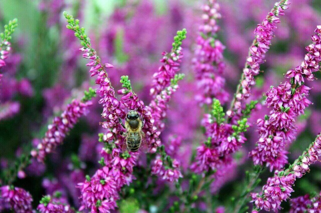 Heather Blooms: Discovering The Timeless Charm Of Nature’s Purple Majesty