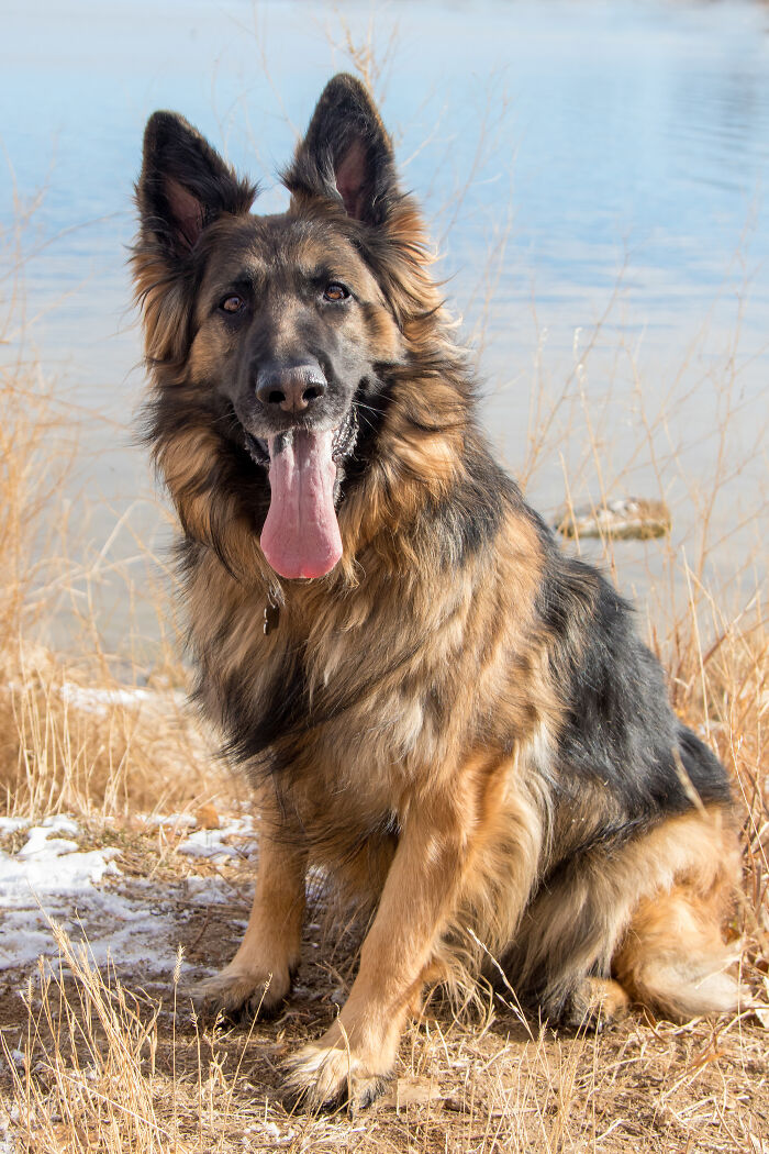 Stormi. Nobody Wanted Her And Now She Has A Fur Ever Home With Me