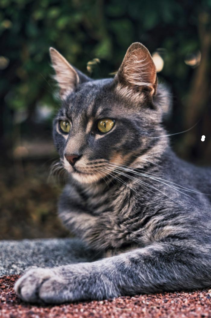 Stray Cats Of Limassol Part Two