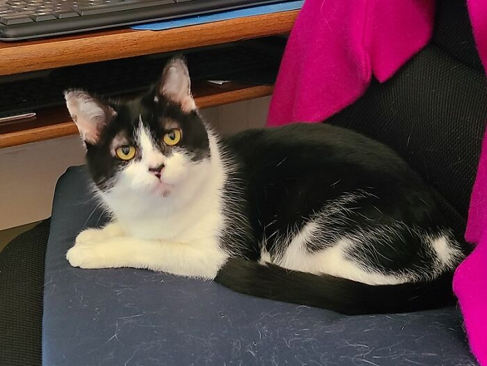 Third Rescue: Tatiana (I Think She Looks Like Svengoolie)