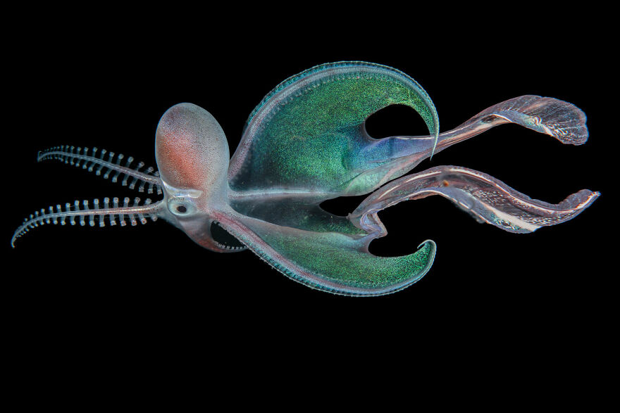 Aquatic Life Finalist - "Blanket Octopus"