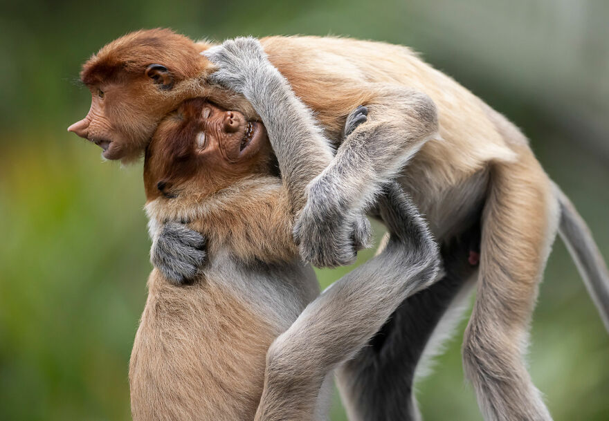 Terrestrial Wildlife Finalist - "Brotherly Hug" By Daniel Valverde