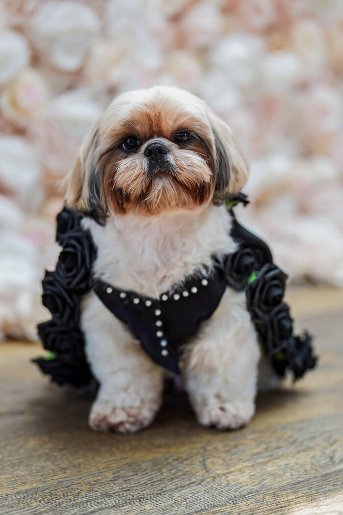Gizmo, A Shih Tzu As P. Diddy