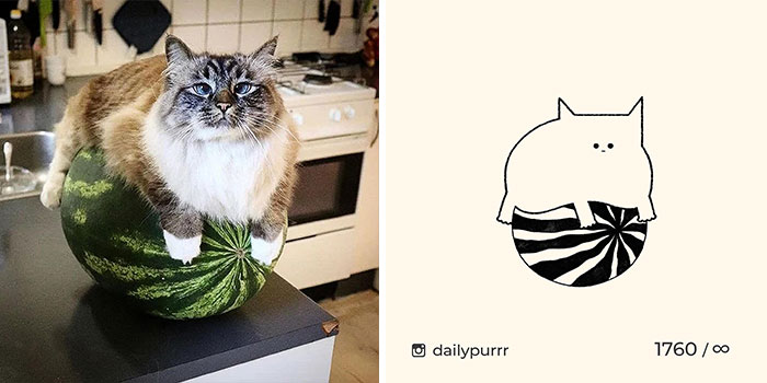 This Instagram Account Draws Really Accurate Cat Drawings