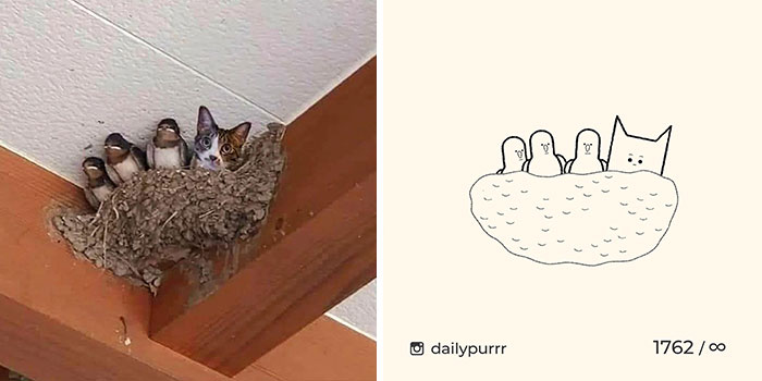 This Instagram Account Draws Really Accurate Cat Drawings